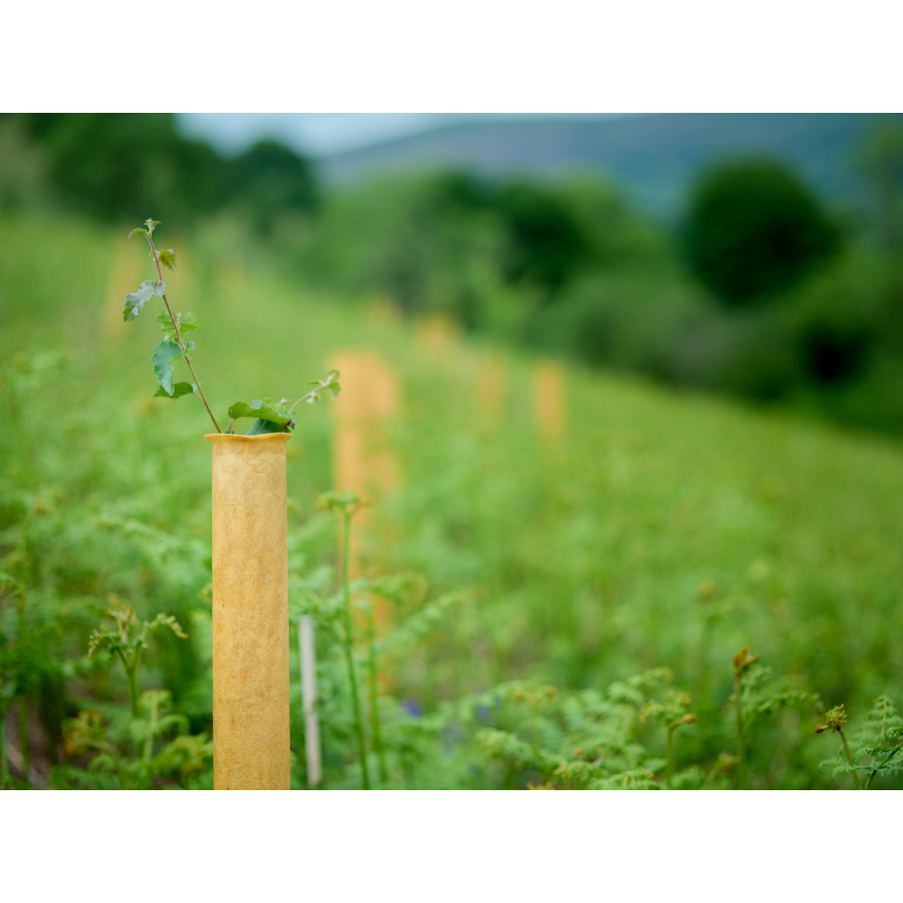 NexGen Spiral Guard Spiral Tree & Hedge Guards Greentech